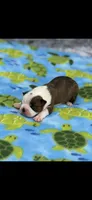 Watson-AKC, a male Boston Terrier for sale in Konawa, OK – 7 of 8