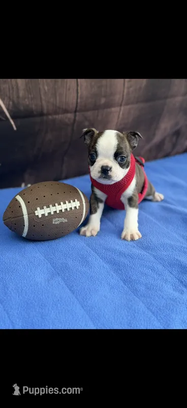 Tyson-AKC – Boston Terrier puppy for sale in Konawa, OK