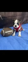 Tyson-AKC, a male Boston Terrier for sale in Konawa, OK – 9 of 9