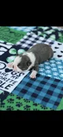 Blue-AKC, a male Boston Terrier for sale in Konawa, OK – 6 of 7