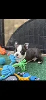 Tyson-AKC, a male Boston Terrier for sale in Konawa, OK – 2 of 10