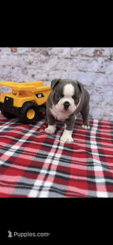 Blue-AKC – Boston Terrier puppy for sale in Konawa, OK