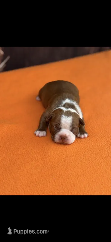 Rocky-AKC – Boston Terrier puppy for sale in Konawa, OK