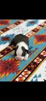 Tyson-AKC, a male Boston Terrier for sale in Konawa, OK – 3 of 7