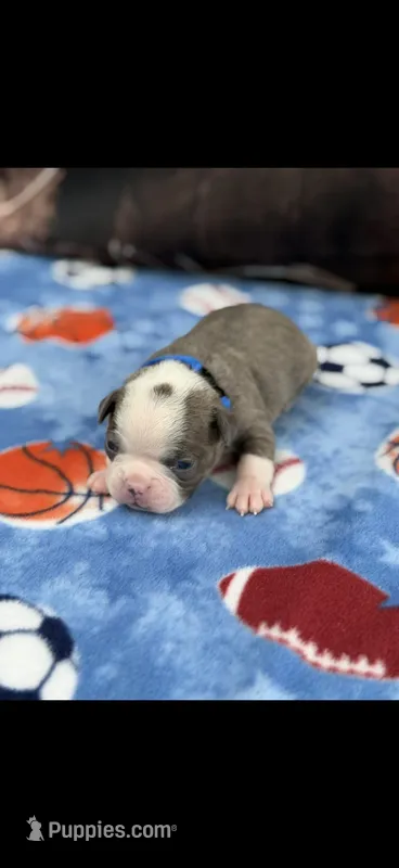 Jesse-AKC – Boston Terrier puppy for sale in Konawa, OK