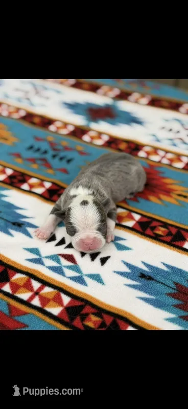 Jesse-AKC – Boston Terrier puppy for sale in Konawa, OK