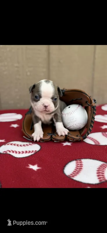 Jesse-AKC – Boston Terrier puppy for sale in Konawa, OK