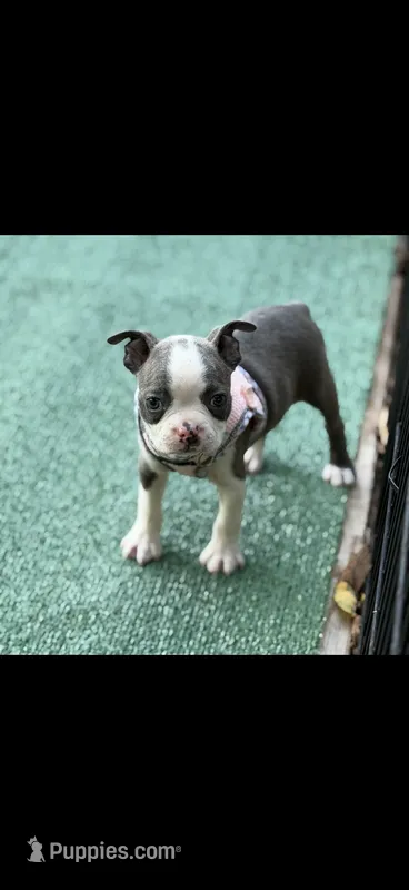 Avery-AKC – Boston Terrier puppy for sale in Konawa, OK