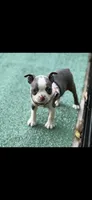 Avery-AKC, a female Boston Terrier for sale in Konawa, OK – 1 of 8