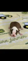 Coco-AKC, a male Boston Terrier for sale in Konawa, OK – 8 of 8