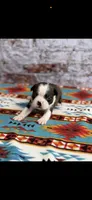 Jase-AKC, a male Boston Terrier for sale in Konawa, OK – 2 of 10