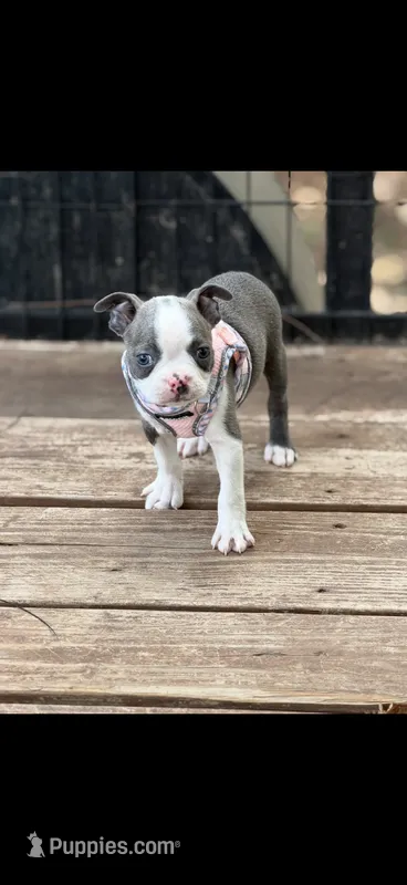 Avery-AKC – Boston Terrier puppy for sale in Konawa, OK