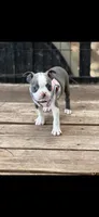 Avery-AKC, a female Boston Terrier for sale in Konawa, OK – 7 of 8