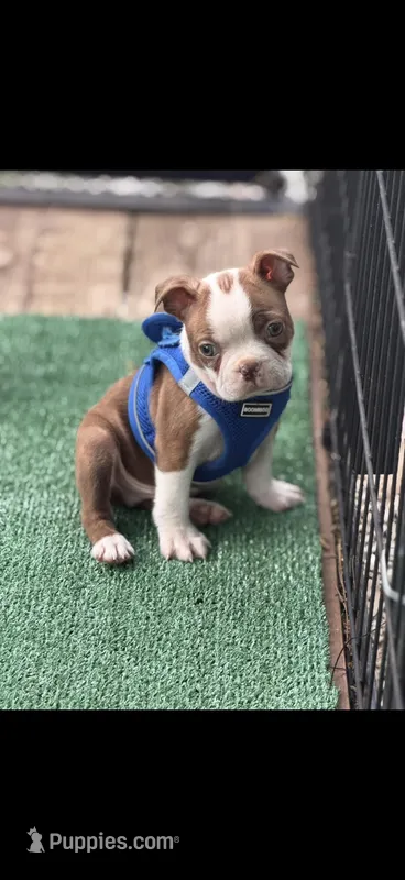 Timmy-AKC – Boston Terrier puppy for sale in Konawa, OK