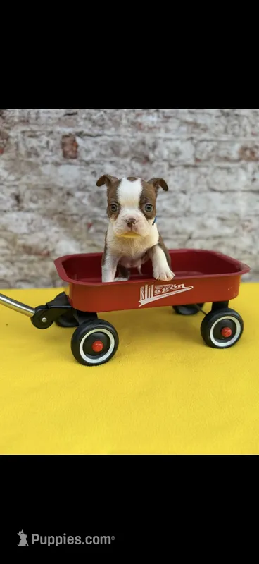 Timmy-AKC – Boston Terrier puppy for sale in Konawa, OK