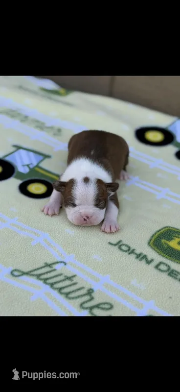 Timmy-AKC – Boston Terrier puppy for sale in Konawa, OK