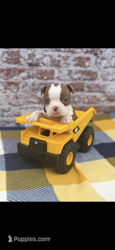 Timmy-AKC – Boston Terrier puppy for sale in Konawa, OK