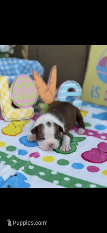 Timmy-AKC – Boston Terrier puppy for sale in Konawa, OK