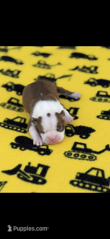 Timmy-AKC – Boston Terrier puppy for sale in Konawa, OK