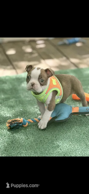 Timmy-AKC – Boston Terrier puppy for sale in Konawa, OK
