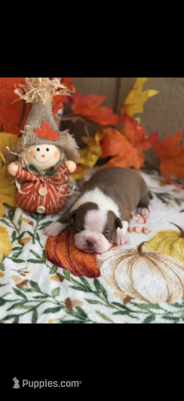 Tucker-AKC – Boston Terrier puppy for sale in Konawa, OK