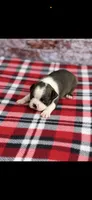 Jase-AKC, a male Boston Terrier for sale in Konawa, OK – 8 of 10