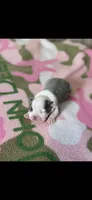 Stella-AKC, a female Boston Terrier for sale in Konawa, OK – Photo 6 of 7