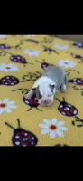 Stella-AKC, a female Boston Terrier for sale in Konawa, OK – Photo 3 of 7