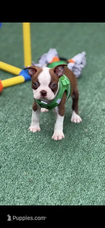 Coco-AKC – Boston Terrier puppy for sale in Konawa, OK