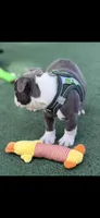 Blue-AKC, a male Boston Terrier for sale in Konawa, OK – 8 of 10