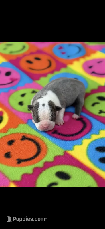 Avery-AKC – Boston Terrier puppy for sale in Konawa, OK