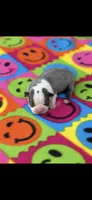 Avery-AKC, a female Boston Terrier for sale in Konawa, OK – 1 of 6