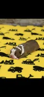 Rocky-AKC, a male Boston Terrier for sale in Konawa, OK – 4 of 8