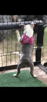 Emma-AKC, a female Boston Terrier for sale in Konawa, OK – 5 of 10