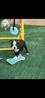 Wyatt-AKC, a male Boston Terrier for sale in Konawa, OK – 2 of 10