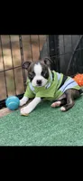 Jase-AKC, a male Boston Terrier for sale in Konawa, OK – 2 of 8