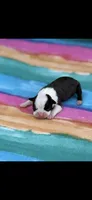 Marley-AKC, a female Boston Terrier for sale in Konawa, OK – 5 of 5