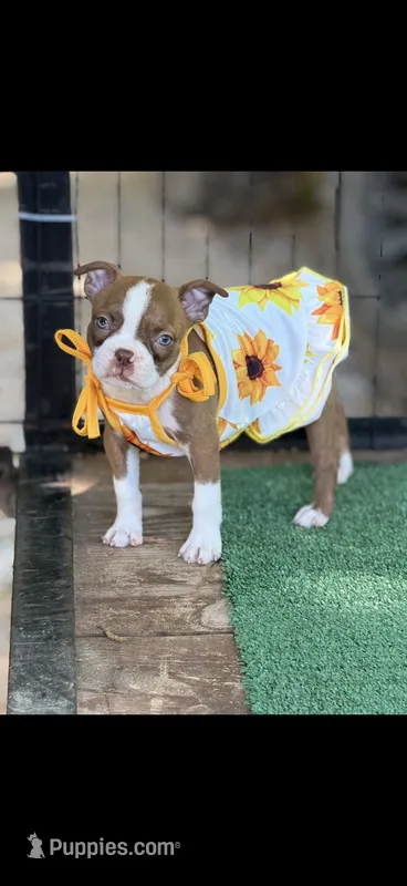 Reese-AKC – Boston Terrier puppy for sale in Konawa, OK