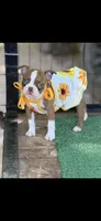 Reese-AKC, a female Boston Terrier for sale in Konawa, OK – 1 of 9