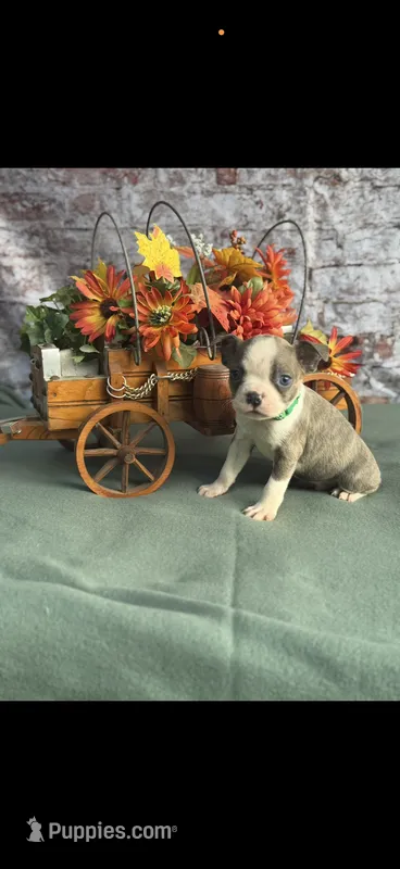 Dawson-AKC – Boston Terrier puppy for sale in Konawa, OK