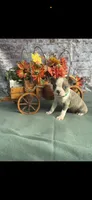 Dawson-AKC, a male Boston Terrier for sale in Konawa, OK – 3 of 10