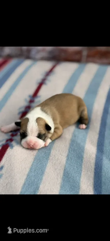 Bandit-AKC – Boston Terrier puppy for sale in Konawa, OK