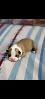 Bandit-AKC, a male Boston Terrier for sale in Konawa, OK – 1 of 6