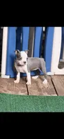 Chrissy-AKC, a female Boston Terrier for sale in Konawa, OK – 6 of 10