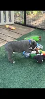 Blue-AKC, a male Boston Terrier for sale in Konawa, OK – 4 of 10