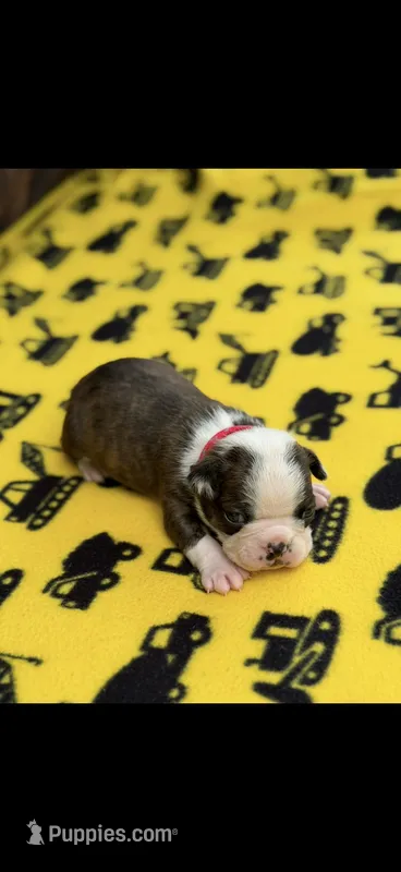 Tyson-AKC – Boston Terrier puppy for sale in Konawa, OK