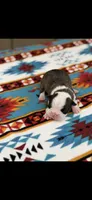 Tyson-AKC, a male Boston Terrier for sale in Konawa, OK – Photo 3 of 6