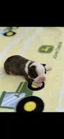 Tyson-AKC, a male Boston Terrier for sale in Konawa, OK – Photo 4 of 6