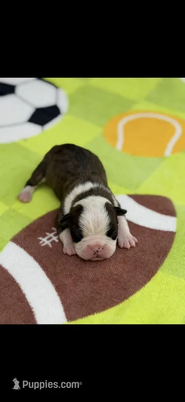 Tyson-AKC – Boston Terrier puppy for sale in Konawa, OK