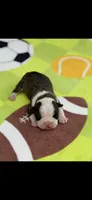 Tyson-AKC, a male Boston Terrier for sale in Konawa, OK – Photo 1 of 6